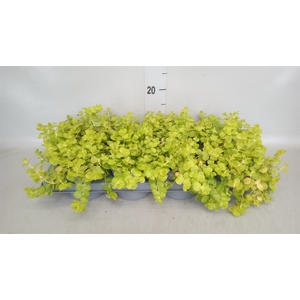 Lysimachia nummularia