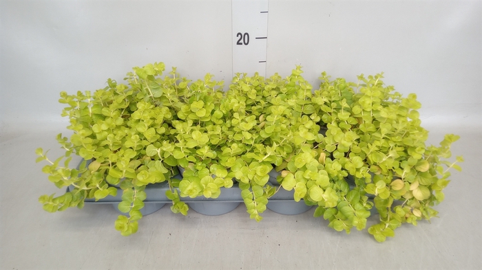 <h4>Lysimachia nummularia</h4>