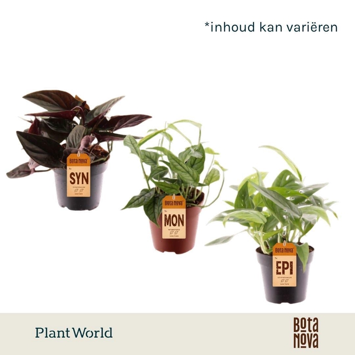 <h4>Ranken Mix (diverse soorten)</h4>