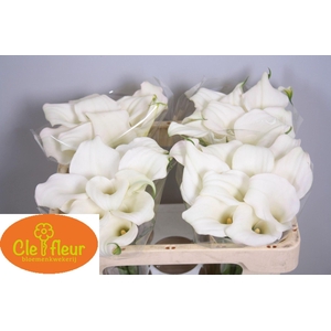 CALLA CRYSTAL BLUSH
