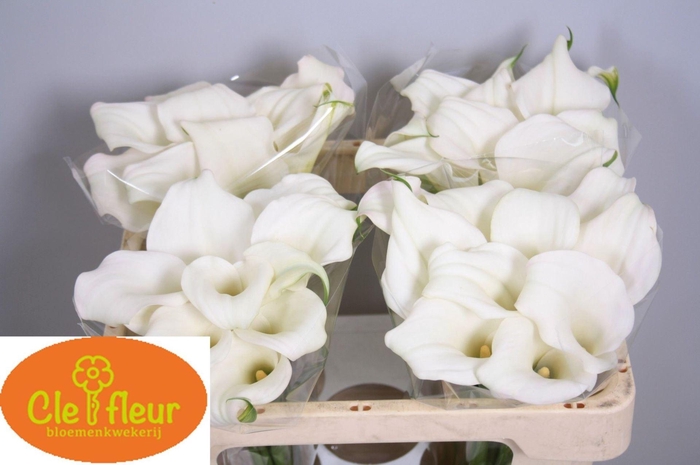 <h4>CALLA CRYSTAL BLUSH</h4>