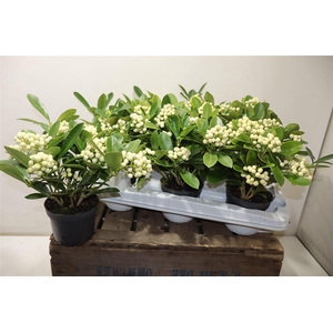 Skim Ja Oberries Whi