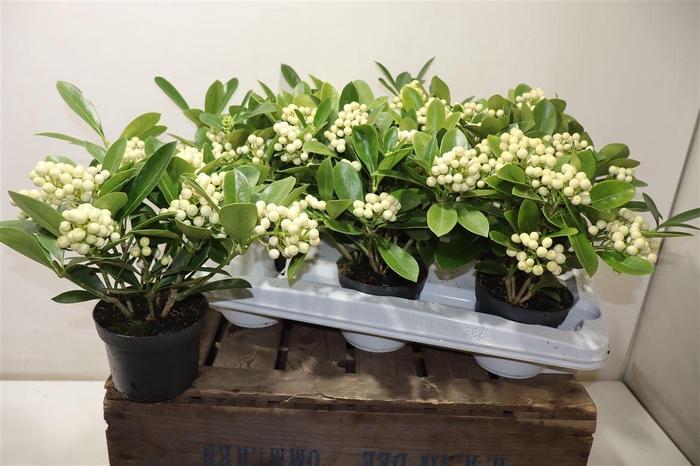 <h4>Skim Ja Oberries Whi</h4>