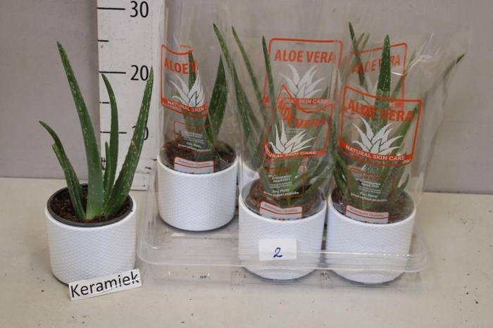 <h4>ALOE VERA</h4>
