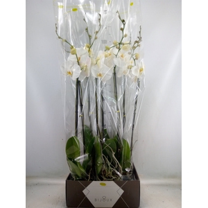 Phalaenopsis   ...white