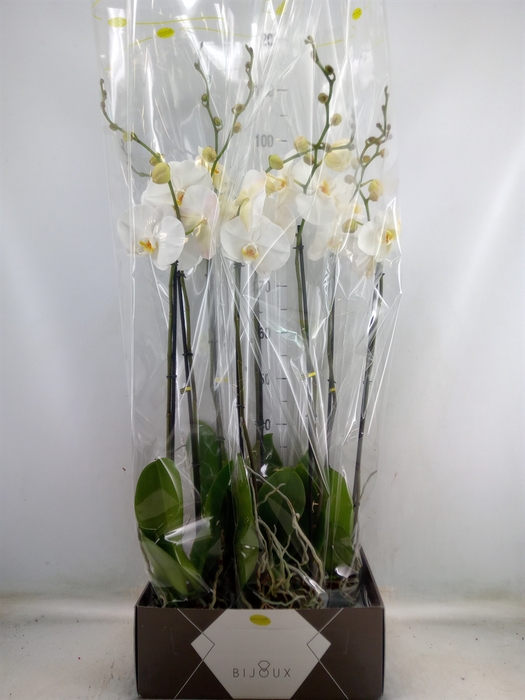 <h4>Phalaenopsis   ...white</h4>