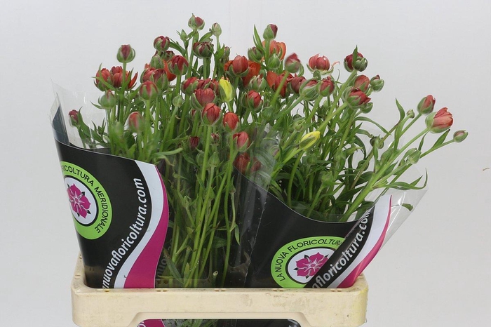 Ranunculus Moderna Energia