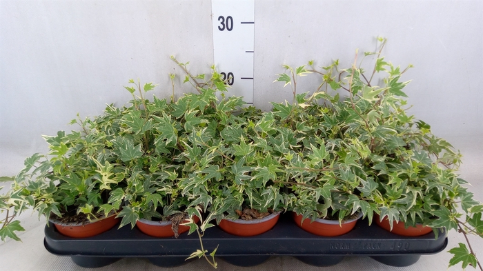 <h4>Hedera helix 'White Ripple'</h4>