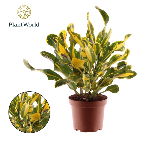 <h4>Croton Yellow Mammi 3pp kopstek</h4>