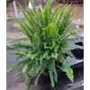 NEPHROLEPIS EXALTATA P17