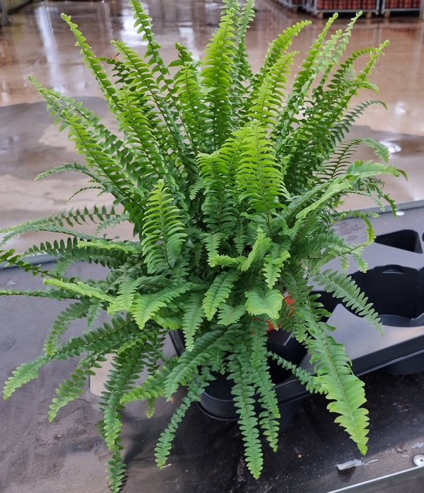 NEPHROLEPIS EXALTATA P17