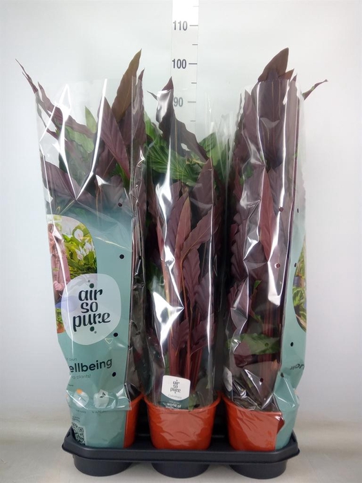 <h4>Calathea rufibarba</h4>