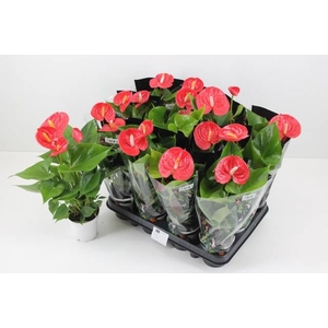 ANTHURIUM FLAME RED P9 2+
