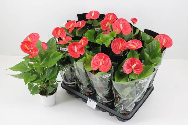 <h4>ANTHURIUM FLAME RED P9 2+</h4>