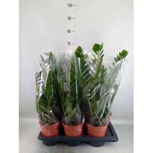 Zamioculcas zamiifolia