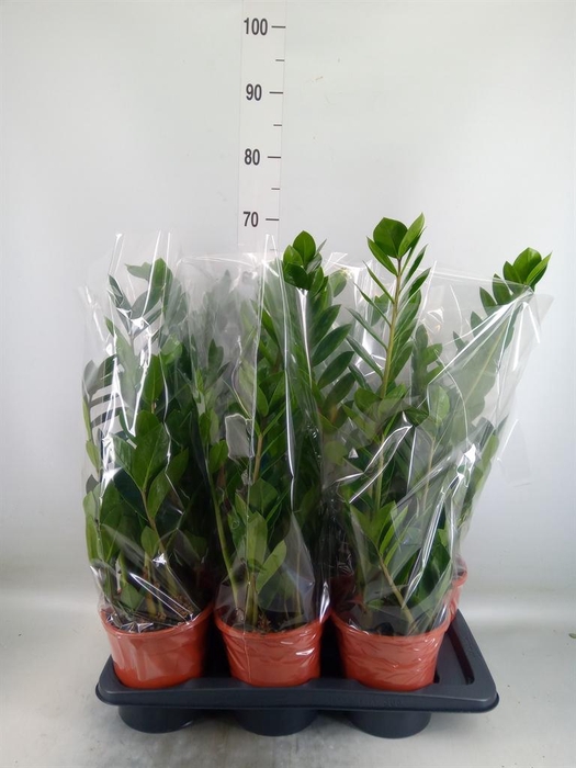 <h4>Zamioculcas zamiifolia</h4>