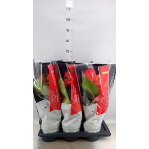 Anthurium andr. 'Oklahoma'