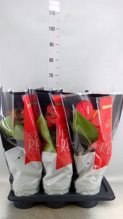 <h4>Anthurium andr. 'Oklahoma'</h4>