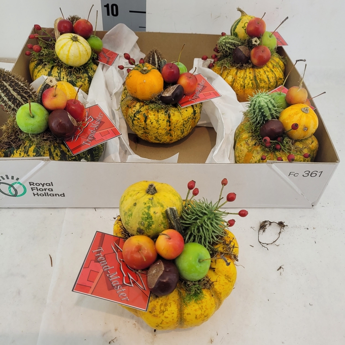 <h4>CUCURBITA OV</h4>