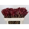 Leucadendron Jester