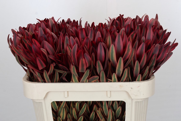 Leucadendron Jester