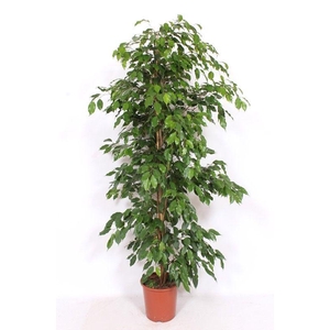 Ficus Exotica