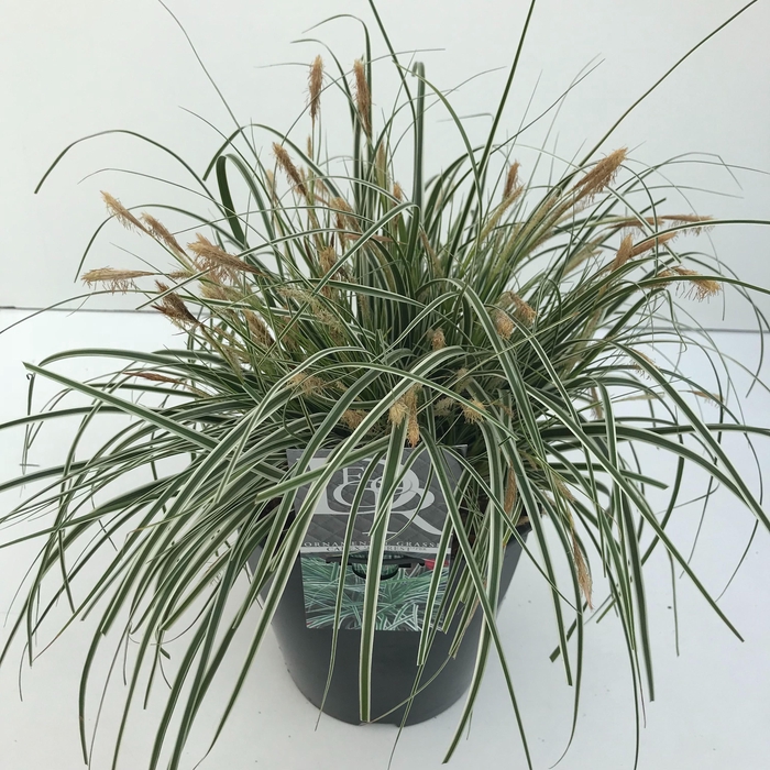 <h4>Graminées Carex 'Everest'</h4>