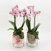 Arrangementen Phalaenopsis mt H%
