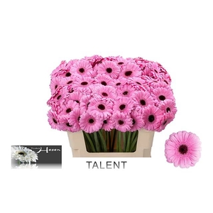 GE MI TALENT