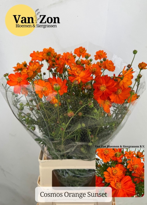 <h4>COSMOS BIPINNATUS</h4>