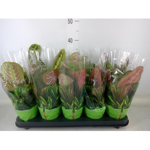 Maranta leuc. 'Fascinator'