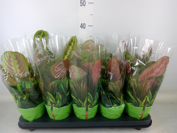 <h4>Maranta leuc. 'Fascinator'</h4>