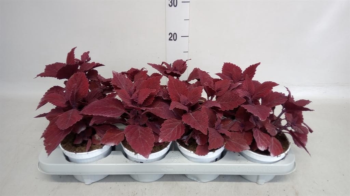 <h4>Plectranthus col.   ...</h4>