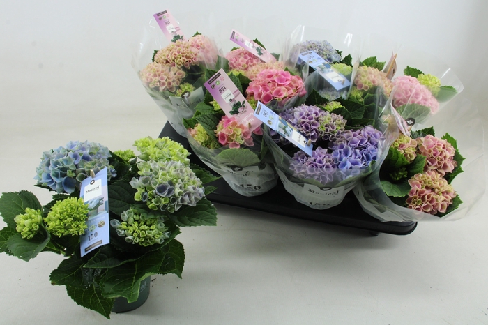 Hydr M Mag Revolutio Gem