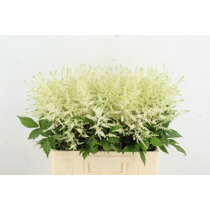 ASTIL JA WASHINGTON 060CM