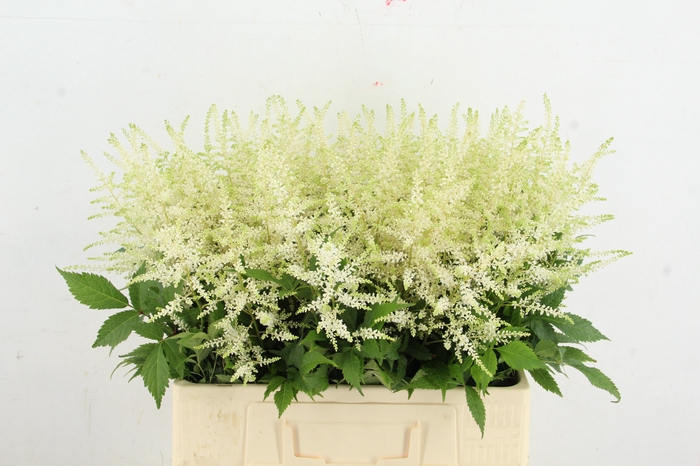 <h4>ASTIL JA WASHINGTON 060CM</h4>