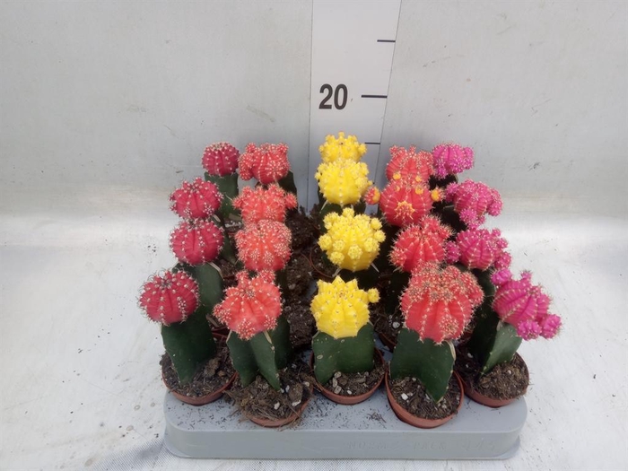 <h4>Gymnocalycium mihanov. 'Japan'  mix</h4>