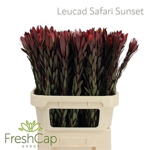 Leucad Safari Sunset