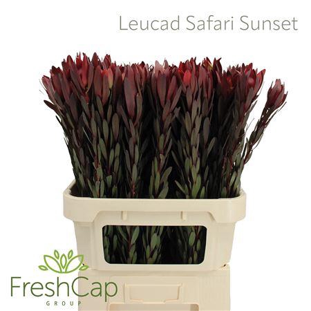 <h4>Leucad Safari Sunset</h4>