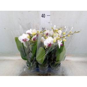 Phalaenopsis multi. 'FC Safe Haven'