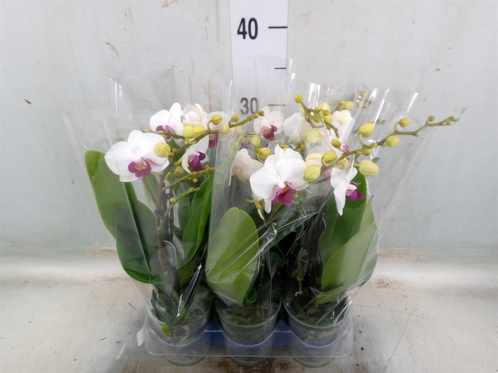<h4>Phalaenopsis multi. 'FC Safe Haven'</h4>