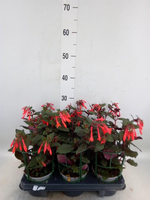 <h4>Fuchsia   ...</h4>