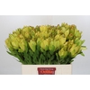 Leucadendron Goldstrike