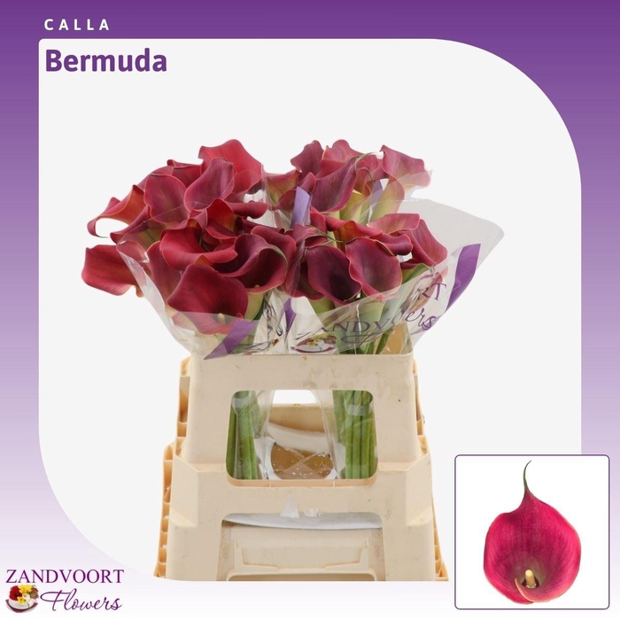 <h4>Calla Bermuda</h4>