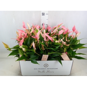 Anthurium andr. 'Lilli'