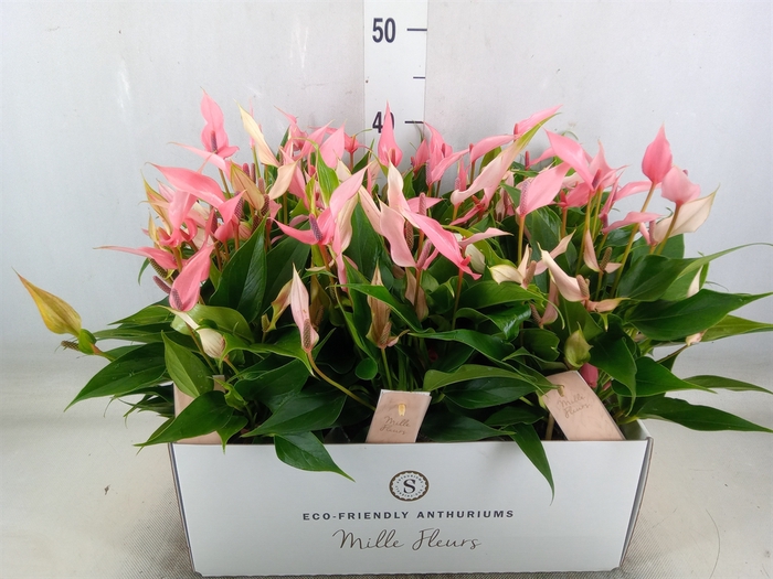 <h4>Anthurium andr. 'Lilli'</h4>