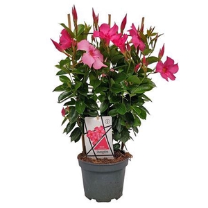 Mandev Diamant Ff Trellis - 1153