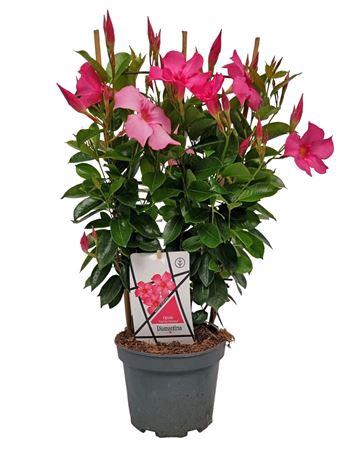 <h4>Mandev Diamant Ff Trellis - 1153</h4>