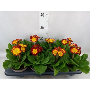 Primula elat.