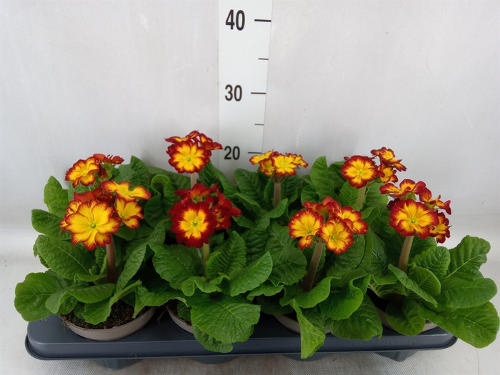 <h4>Primula elat.</h4>